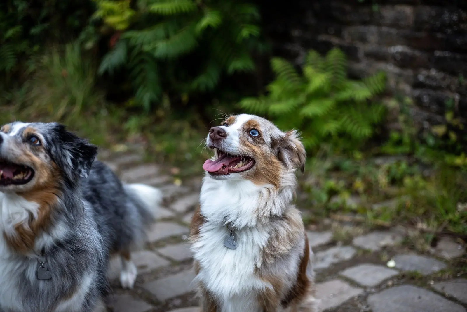 Two dogs sitting together at the wedding